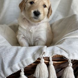Goldendoodle Puppies from Libby Lou’s Goldendoodles