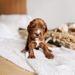 Dice - Red  male Goldendoodle puppy in Syracuse, Indiana from The Doodle Cove