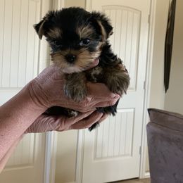 Yorkshire Terrier Puppies from Yorkielicious Yorkies