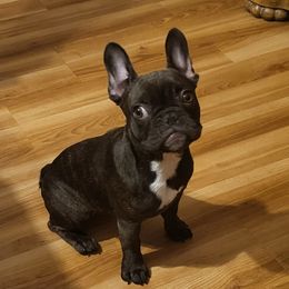 Bestie - Brindle French Bulldog puppy in Hampton, Georgia from Wilkson's French Bulldogs