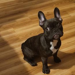 Bestie - Brindle French Bulldog puppy in Hampton, Georgia from Wilkson's French Bulldogs