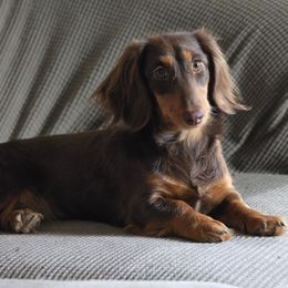 Anna - Dachshund