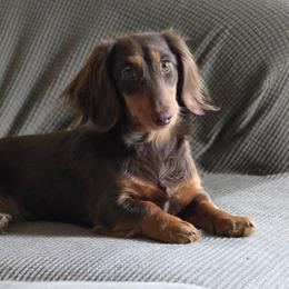 Anna - Dachshund