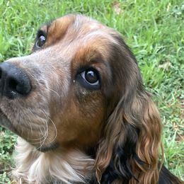 Great Danes from Rogue Mountain Manor