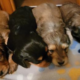 Dachshund Puppies from CLARK'S BREEDING PROGRAM