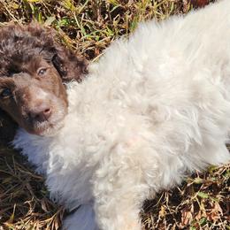 Poodles from Gypsy Moon's Legacy