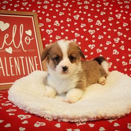American Corgi and Pembroke Welsh Corgi Puppies from The Adirondack Corgi