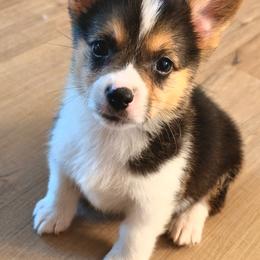 Casper - Black and tan male Pembroke Welsh Corgi puppy in Northwood, Iowa from Sorrel Sands Corgis