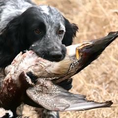 Spark - English Cocker Spaniel