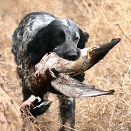 Spark - English Cocker Spaniel