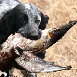 Spark - English Cocker Spaniel