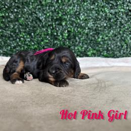 Hot Pink Girl - Phantom female Bernedoodle puppy in Modesto, California from Two Doods Doodles