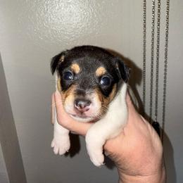 Pup A1 Girl - White black and tan female Toy Fox Terrier puppy in Clermont, Florida from Debbie Hiles's Toy Fox Terriers