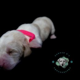 Basset Hound Puppies from Tabitha Schwierking