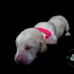Basset Hound Puppies from Tabitha Schwierking