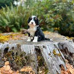 Prince Charming (Light Green Collar) - Tri-color male Bernedoodle puppy in Stanwood, Washington from Butter Cup Pups and Paws