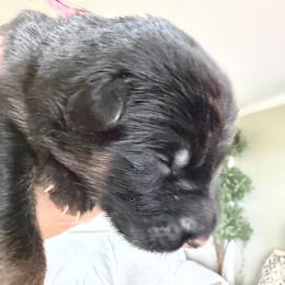 Girl 1 - Black and red female German Shepherd puppy in Valley Springs, South Dakota from Von Pasch German Shepherds