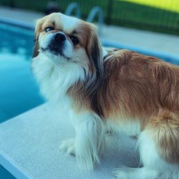 Pekingese from Mammy's Pekingese