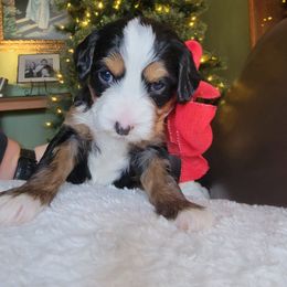 Bernedoodle and Labradoodle Puppies from Reid Wasatch Doodles