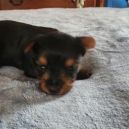 Girl 1 - Black and tan female Yorkshire Terrier puppy in Madison, North Carolina from Angie's Yorkies