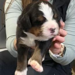 Green Collar Male - Black rust and white male Bernese Mountain Dog puppy in Bristol, Tennessee from Holston Hollow Farm
