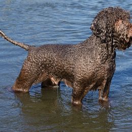 Lagotti Romagnoli from LambsCreek Lagotto