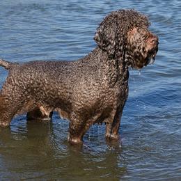 Lagotti Romagnoli from LambsCreek Lagotto