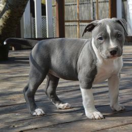 American Bully Puppies from Nitro’s Bullies