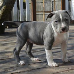 American Bully Puppies from Nitro’s Bullies