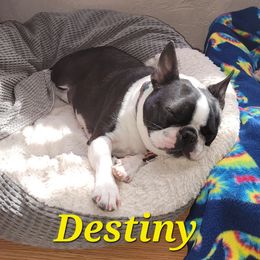 Boston Terrier Puppies from Big Sky Bostons