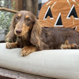 Goji - Dachshund