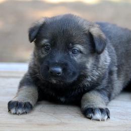 Sable female -1 - Sable female German Shepherd puppy in Cumming, Georgia from Cainedelup