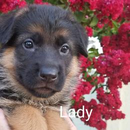 German Shepherd Puppies from Central Coast German Shepherds