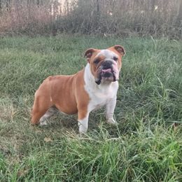 Cici - Bulldog