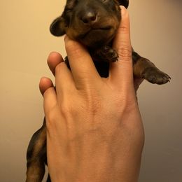 Istanbul - Black and tan Dachshund puppy in Sacramento, California from El Dachshunds