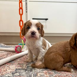 Maine - Blenheim male Cavapoo puppy in Beresford, South Dakota from DAKOTA DOOD RANCH