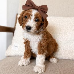 Bloom - Red  female Goldendoodle puppy in Gilbert, Arizona from Doodle Bliss