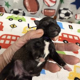 Prince - Black male Miniature Schnauzer puppy in Comanche, Texas from Circle R Sidney