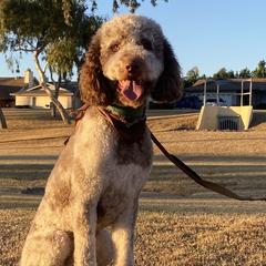 Assorted Doodle Crosses, Newfypoos, and Old English Sheepdogs from Arizona Doodle Trails