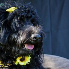 Golden Mountain Doodles and Yorkshire Terriers from Yorkie To Hapiness
