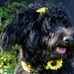 Golden Mountain Doodles and Yorkshire Terriers from Yorkie To Hapiness