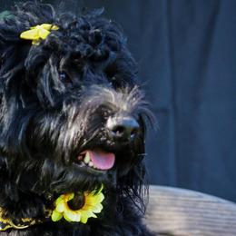 Golden Mountain Doodles and Yorkshire Terriers from Yorkie To Hapiness
