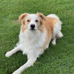 Negan - Border Collie