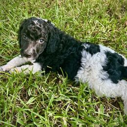 Poodle Puppies from Alysia Saleice Estes