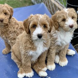 Australian Labradoodle Puppies from Integrity Labradoodles