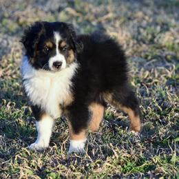 Socks - Black tri male Miniature Australian Shepherd puppy in Wichita Falls, Texas from Shooting Stars Ranch Toy and Mini Aussies