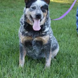 Willow - Australian Cattle Dog