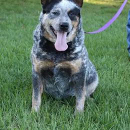 Willow - Australian Cattle Dog