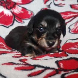 Beaudy - Black and cream male Dachshund puppy in Anaconda, Montana from Williams Family Dachshunds