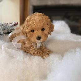 Poodle Puppies from Divine Poodles